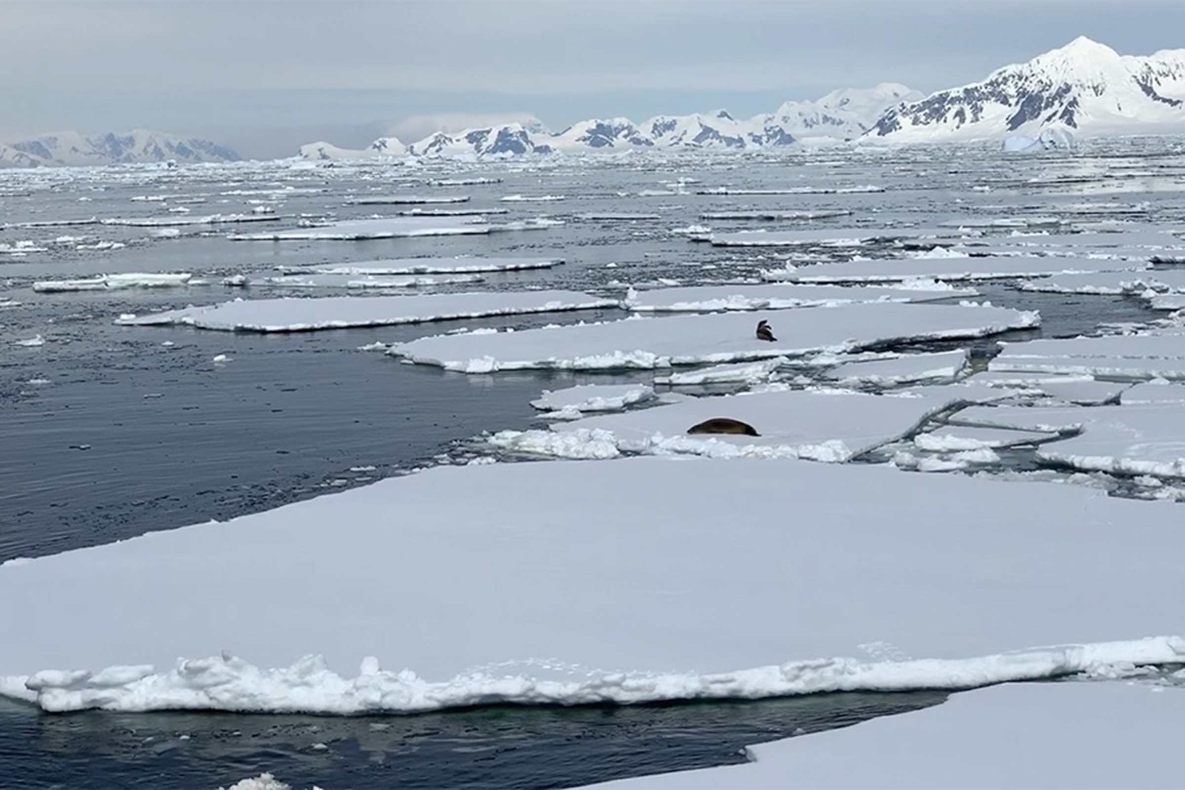 Floating ice with snowy mountains behind